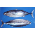 high quality frozen canned tuna wholesale seafood price